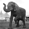 Jumbo verkocht aan circus