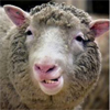 Dolly het schaap